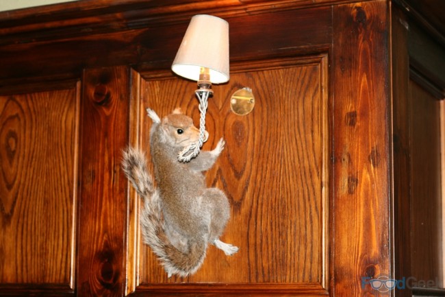 Squirrel Light